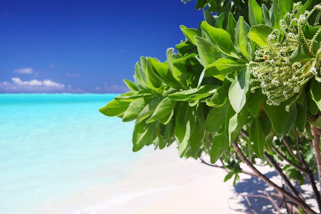 Holiday Cottage Thoddoo, Maldives Zewnętrze zdjęcie